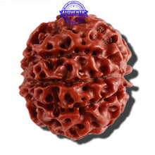 Load image into Gallery viewer, 9 Mukhi Hybrid Rudraksha - Bead No. 1