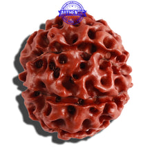 Load image into Gallery viewer, 9 Mukhi Hybrid Rudraksha - Bead No. 1