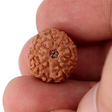 Load image into Gallery viewer, 9 Mukhi Rudraksha from Indonesia - Bead No. 100