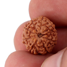 Load image into Gallery viewer, 9 Mukhi Rudraksha from Indonesia - Bead No. 101