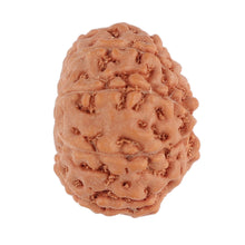Load image into Gallery viewer, 9 Mukhi Rudraksha from Indonesia - Bead No. 101