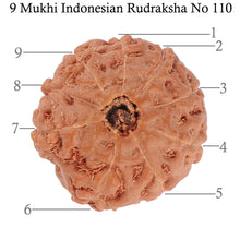 Load image into Gallery viewer, 9 Mukhi Rudraksha from Indonesia - Bead No. 110