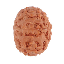Load image into Gallery viewer, 9 Mukhi Rudraksha from Indonesia - Bead No. 110