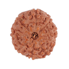 Load image into Gallery viewer, 9 Mukhi Rudraksha from Indonesia - Bead No. 122
