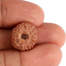 Load image into Gallery viewer, 9 Mukhi Rudraksha from Indonesia - Bead No. 122