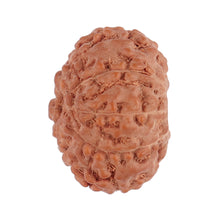 Load image into Gallery viewer, 9 Mukhi Rudraksha from Indonesia - Bead No. 122