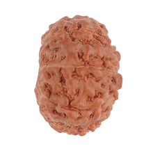 Load image into Gallery viewer, 9 Mukhi Rudraksha from Indonesia - Bead No. 122