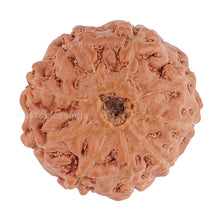 Load image into Gallery viewer, 9 Mukhi Rudraksha from Indonesia - Bead No. 124