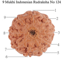 Load image into Gallery viewer, 9 Mukhi Rudraksha from Indonesia - Bead No. 124