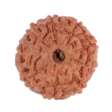 Load image into Gallery viewer, 9 Mukhi Rudraksha from Indonesia - Bead No. 125