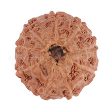 Load image into Gallery viewer, 9 Mukhi Rudraksha from Indonesia - Bead No. 125
