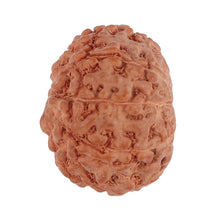 Load image into Gallery viewer, 9 Mukhi Rudraksha from Indonesia - Bead No. 125