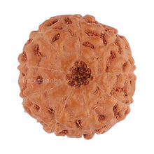 Load image into Gallery viewer, 9 Mukhi Rudraksha from Indonesia - Bead No. 126