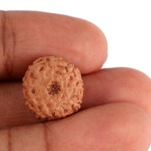Load image into Gallery viewer, 9 Mukhi Rudraksha from Indonesia - Bead No. 126