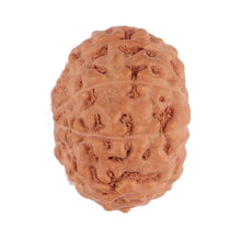 Load image into Gallery viewer, 9 Mukhi Rudraksha from Indonesia - Bead No. 126