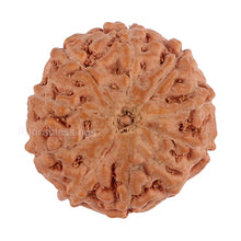 Load image into Gallery viewer, 9 Mukhi Rudraksha from Indonesia - Bead No. 130