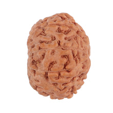 Load image into Gallery viewer, 9 Mukhi Rudraksha from Indonesia - Bead No. 130