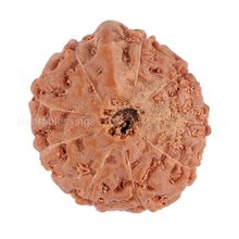 Load image into Gallery viewer, 9 Mukhi Ganesha Rudraksha from Indonesia - Bead No. 132