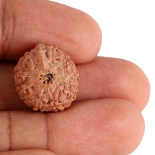 Load image into Gallery viewer, 9 Mukhi Ganesha Rudraksha from Indonesia - Bead No. 132