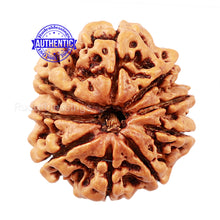 Load image into Gallery viewer, 9 Mukhi Nepalese Rudraksha - Bead No. 133