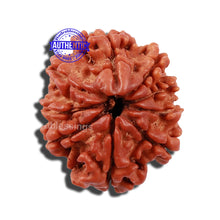 Load image into Gallery viewer, 9 Mukhi Nepalese Rudraksha - Bead No. 146