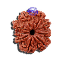 Load image into Gallery viewer, 9 Mukhi Nepalese Rudraksha - Bead No. 147