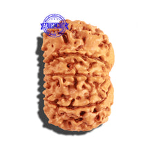 Load image into Gallery viewer, 9 Mukhi Nepalese Rudraksha - Bead No. 207