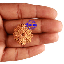 Load image into Gallery viewer, 9 Mukhi Nepalese Rudraksha - Bead No. 208
