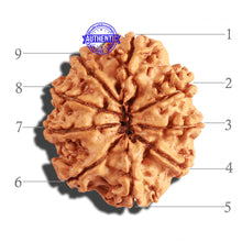 Load image into Gallery viewer, 9 Mukhi Nepalese Rudraksha - Bead No. 208