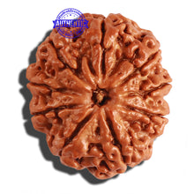 Load image into Gallery viewer, 9 Mukhi Nepalese Rudraksha - Bead No. 212