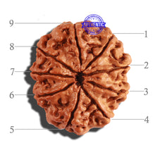 Load image into Gallery viewer, 9 Mukhi Nepalese Rudraksha - Bead No. 212