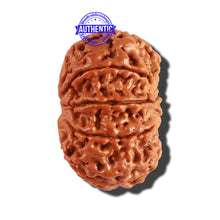 Load image into Gallery viewer, 9 Mukhi Nepalese Rudraksha - Bead No. 212