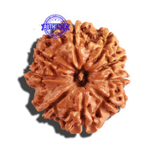 Load image into Gallery viewer, 9 Mukhi Nepalese Rudraksha - Bead No. 214