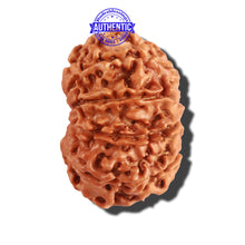 Load image into Gallery viewer, 9 Mukhi Nepalese Rudraksha - Bead No. 214