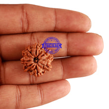 Load image into Gallery viewer, 9 Mukhi Nepalese Rudraksha - Bead No. 215