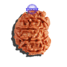 Load image into Gallery viewer, 9 Mukhi Nepalese Rudraksha - Bead No. 215