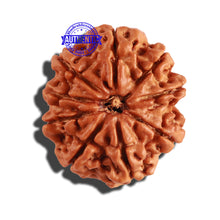 Load image into Gallery viewer, 9 Mukhi Nepalese Rudraksha - Bead No. 219