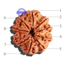 Load image into Gallery viewer, 9 Mukhi Nepalese Rudraksha - Bead No. 219