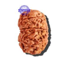 Load image into Gallery viewer, 9 Mukhi Nepalese Rudraksha - Bead No. 219
