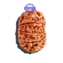 Load image into Gallery viewer, 9 Mukhi Nepalese Rudraksha - Bead No. 219