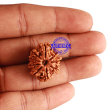 Load image into Gallery viewer, 9 Mukhi Nepalese Rudraksha - Bead No. 221