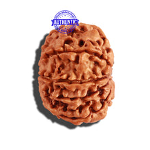 Load image into Gallery viewer, 9 Mukhi Nepalese Rudraksha - Bead No. 222
