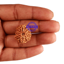 Load image into Gallery viewer, 9 Mukhi Nepalese Rudraksha - Bead No. 224