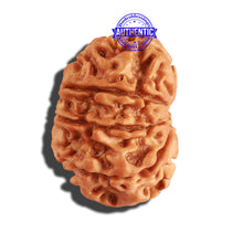Load image into Gallery viewer, 9 Mukhi Nepalese Rudraksha - Bead No. 224