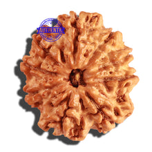 Load image into Gallery viewer, 9 Mukhi Nepalese Rudraksha - Bead No. 228
