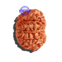 Load image into Gallery viewer, 9 Mukhi Nepalese Rudraksha - Bead No. 229