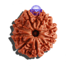 Load image into Gallery viewer, 9 Mukhi Nepalese Rudraksha - Bead No. 231