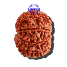 Load image into Gallery viewer, 9 Mukhi Nepalese Rudraksha - Bead No. 231