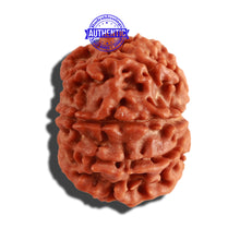Load image into Gallery viewer, 9 Mukhi Nepalese Rudraksha - Bead No. 231