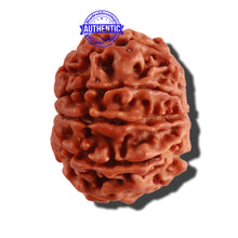 Load image into Gallery viewer, 9 Mukhi Nepalese Rudraksha - Bead No. 232